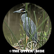 Yellow-crowned Night Heron