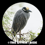 Yellow-crowned Night Heron