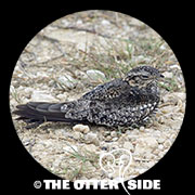 Common Nighthawk