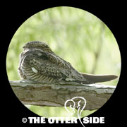 Common Nighthawk