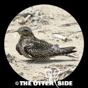 Common Nighthawk
