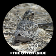 Common Nighthawk