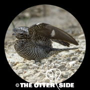 Common Nighthawk
