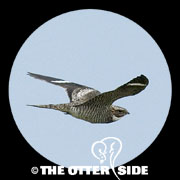 Common Nighthawk