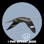Common Nighthawk