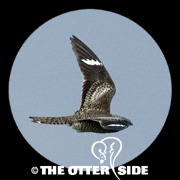 Common Nighthawk
