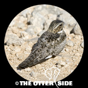 Common Nighthawk