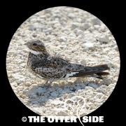 Common Nighthawk