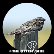 Common Nighthawk