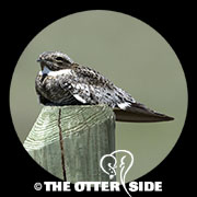 Common Nighthawk