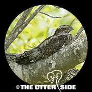Lesser Nighthawk