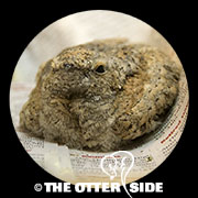 Lesser Nighthawk