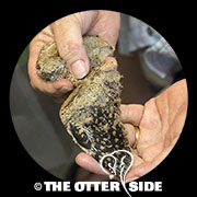 Lesser Nighthawk