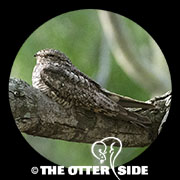 Lesser Nighthawk