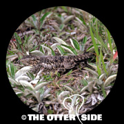 Common Nighthawk