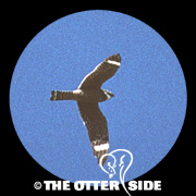 Lesser Nighthawk