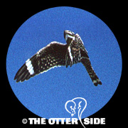 Lesser Nighthawk