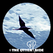 Black Noddy