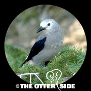 Clark's Nutcracker