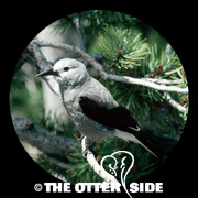 Clark's Nutcracker