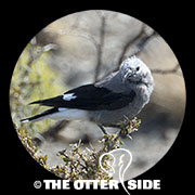 Clark's Nutcracker