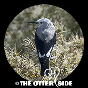 Clark's Nutcracker