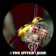Altamira Oriole