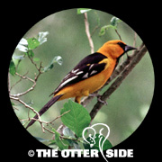 Altamira Oriole