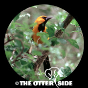Altamira Oriole