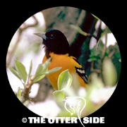 Baltimore Oriole