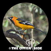 Altamira Oriole