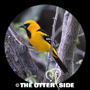 Altamira Oriole