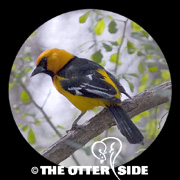 Altamira Oriole
