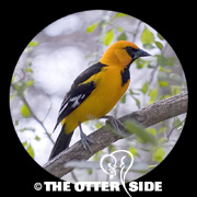 Altamira Oriole
