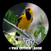 Altamira Oriole