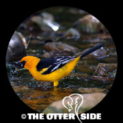 Altamira Oriole