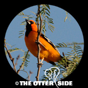 Altamira Oriole