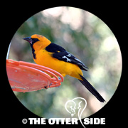Altamira Oriole