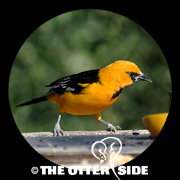 Altamira Oriole
