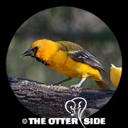 Altamira Oriole