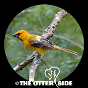 Altamira Oriole