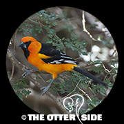 Altamira Oriole