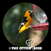 Altamira Oriole