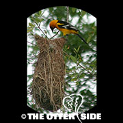 Altamira Oriole