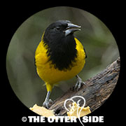 Audubon's Oriole