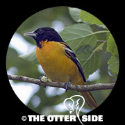 Baltimore Oriole