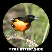 Baltimore Oriole