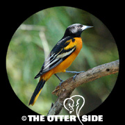 Baltimore Oriole