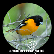 Baltimore Oriole