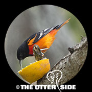 Baltimore Oriole